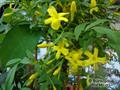 Jasminum humile